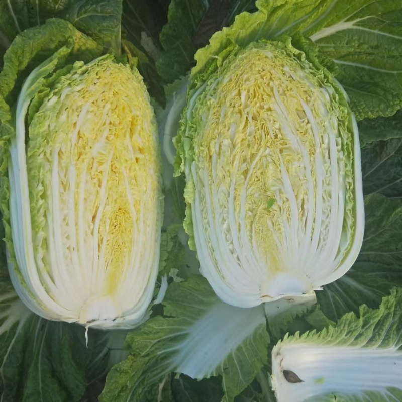 【夏阳白菜】通许白菜叶大量大无黑点按需求打包分拣净菜毛菜