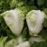 【夏阳白菜】通许白菜叶大量大无黑点按需求打包分拣净菜毛菜