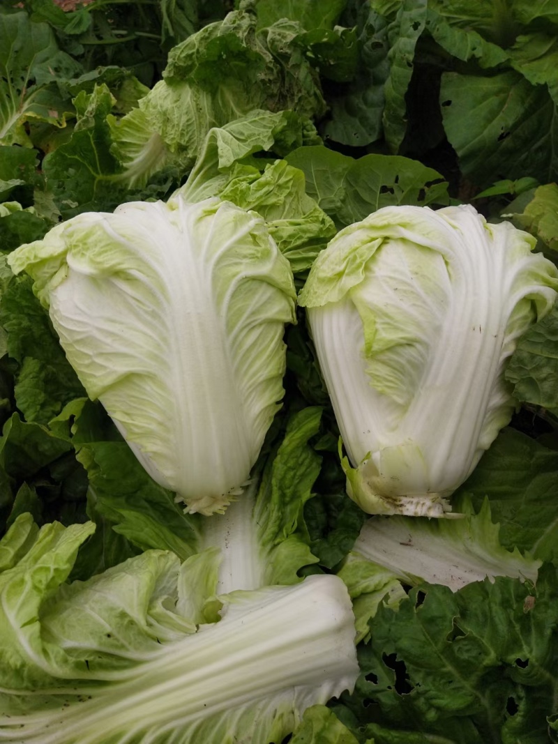 【夏阳白菜】通许白菜叶大量大无黑点按需求打包分拣净菜毛菜