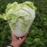 【夏阳白菜】通许白菜叶大量大无黑点按需求打包分拣净菜毛菜