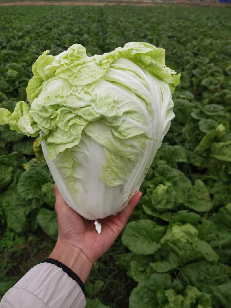 【夏阳白菜】通许白菜叶大量大无黑点按需求打包分拣净菜毛菜
