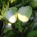 【夏阳白菜】通许白菜叶大量大无黑点按需求打包分拣净菜毛菜