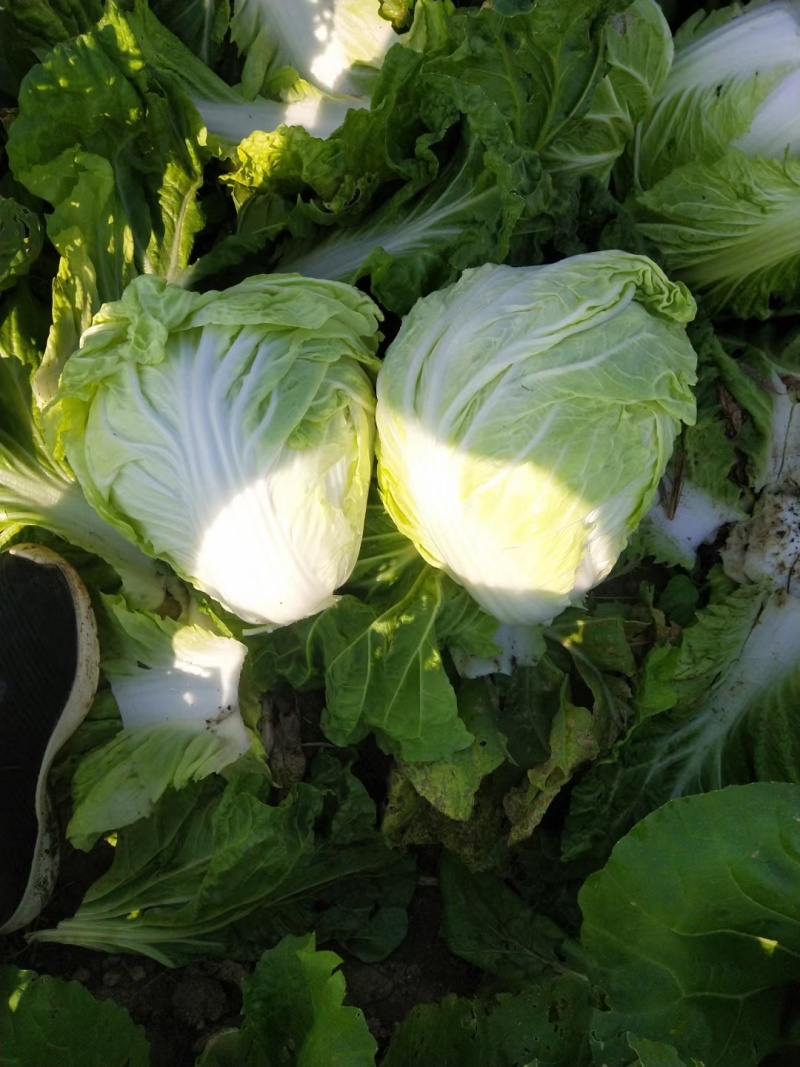 【夏阳白菜】通许白菜叶大量大无黑点按需求打包分拣净菜毛菜
