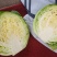 【夏阳白菜】通许白菜叶大量大无黑点按需求打包分拣净菜毛菜