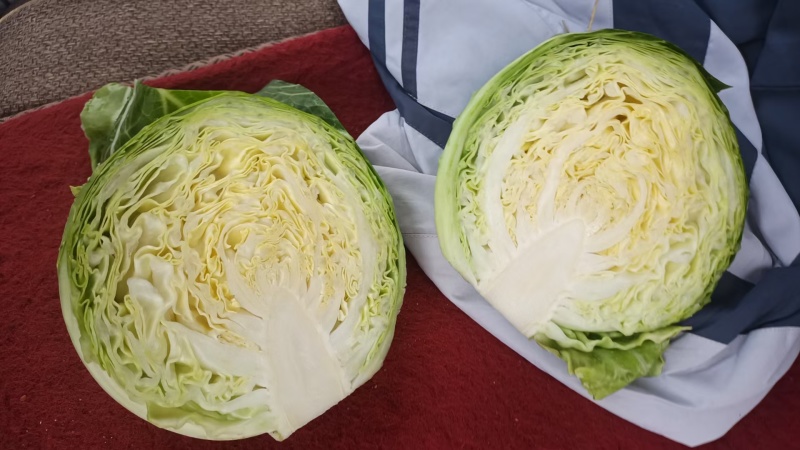 【夏阳白菜】通许白菜叶大量大无黑点按需求打包分拣净菜毛菜