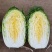 【夏阳白菜】通许白菜叶大量大无黑点按需求打包分拣净菜毛菜