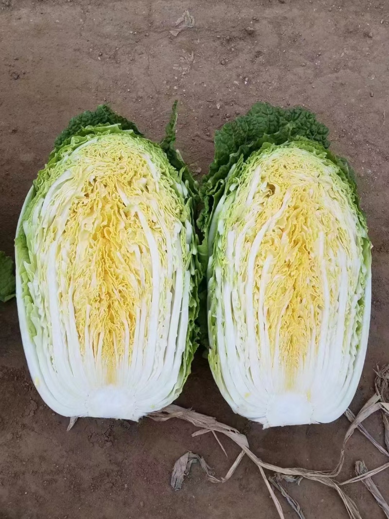 【夏阳白菜】通许白菜叶大量大无黑点按需求打包分拣净菜毛菜