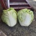 【夏阳白菜】通许白菜叶大量大无黑点按需求打包分拣净菜毛菜