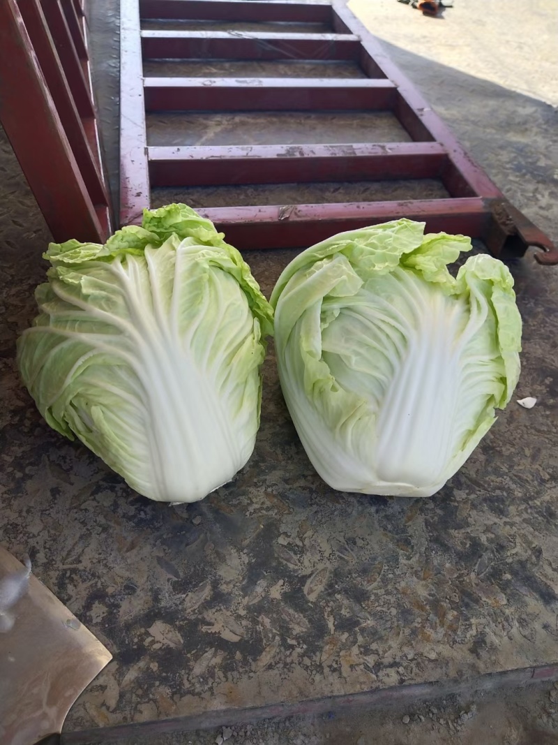 【夏阳白菜】通许白菜叶大量大无黑点按需求打包分拣净菜毛菜