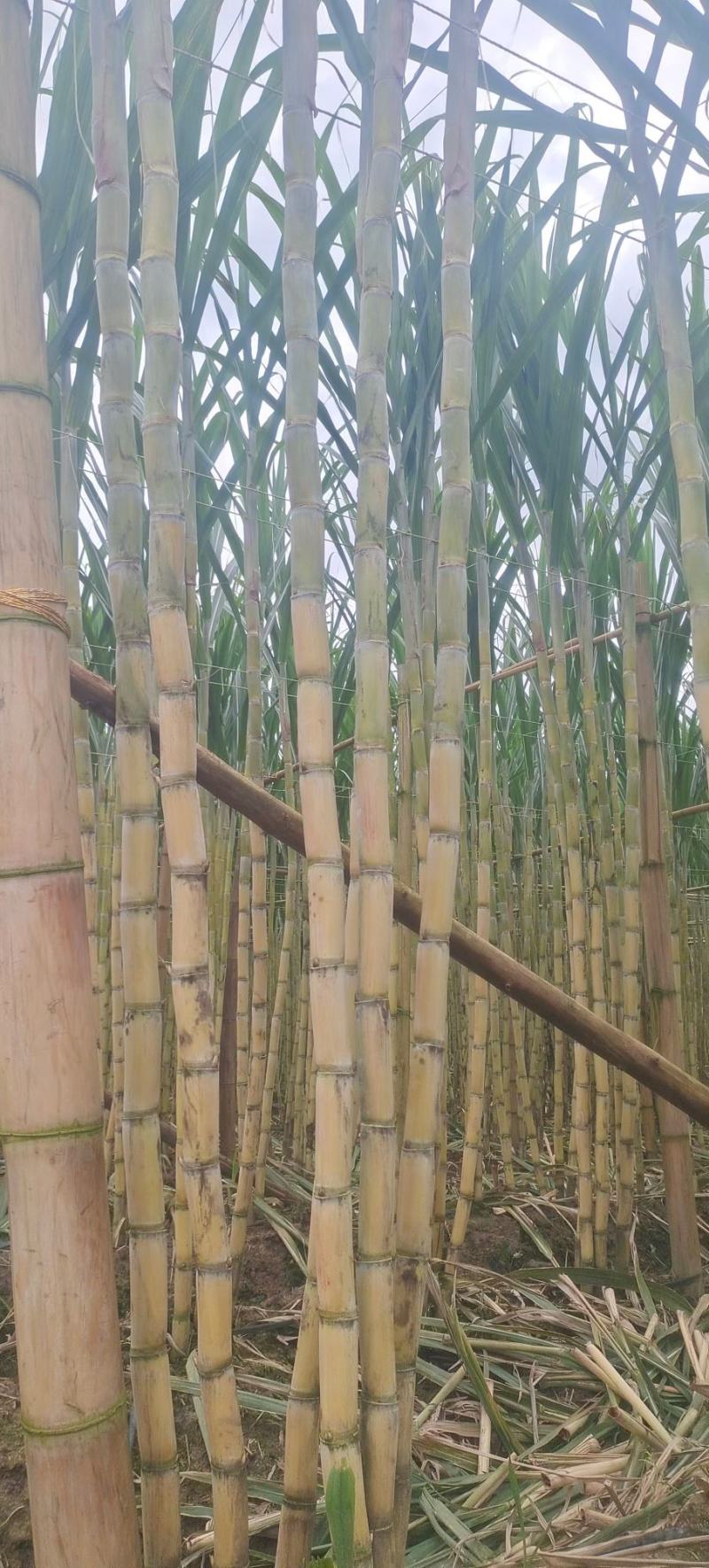 黄皮甘蔗苗，黄皮甘蔗苗批发。黄皮甘蔗种苗价格