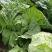 【夏阳白菜】通许白菜叶大量大无黑点按需求打包分拣净菜毛菜