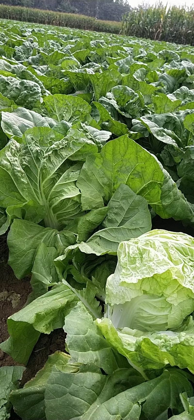 【夏阳白菜】通许白菜叶大量大无黑点按需求打包分拣净菜毛菜