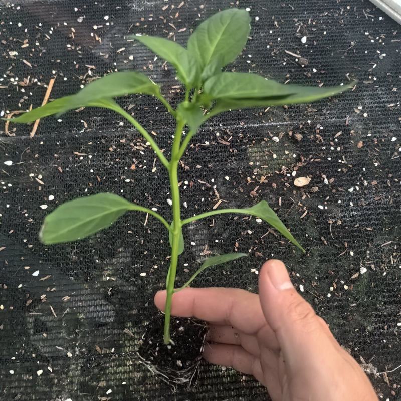 辣椒种苗辣椒苗牛角辣椒小米辣椒线椒螺丝椒种苗
