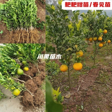 四川耙耙柑苗/春见苗春见耙耙柑苗现挖红橘砧木嫁接地苗杯苗