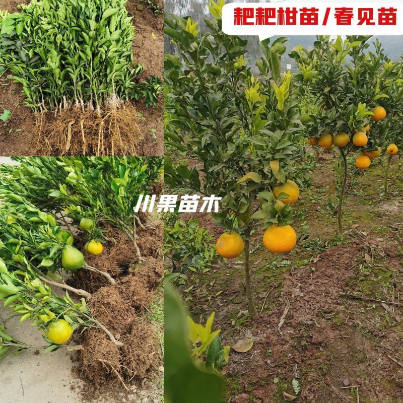 四川耙耙柑苗/春见苗春见耙耙柑苗现挖红橘砧木嫁接地苗杯苗