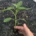 辣椒种苗辣椒苗牛角辣椒小米辣椒线椒螺丝椒种苗
