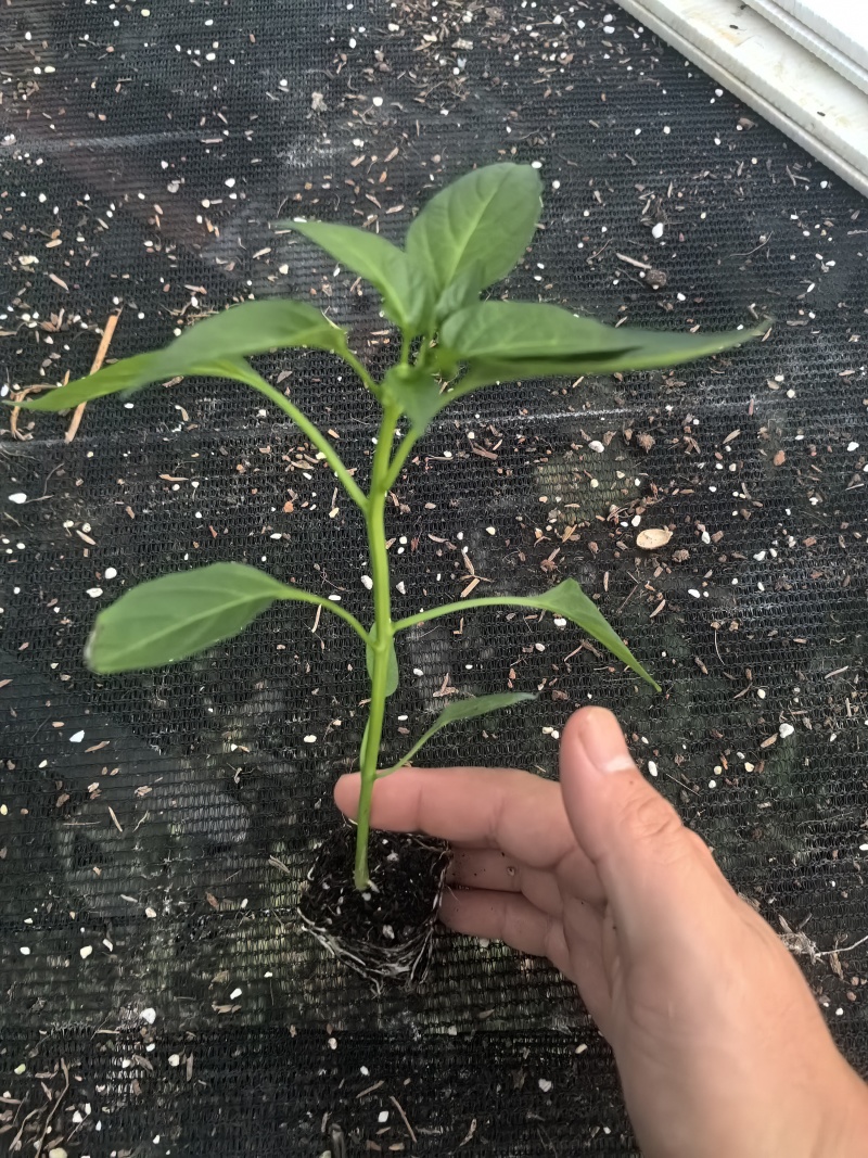 辣椒种苗辣椒苗牛角辣椒小米辣椒线椒螺丝椒种苗