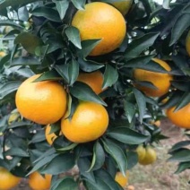 爱媛果冻橙，大量上市了