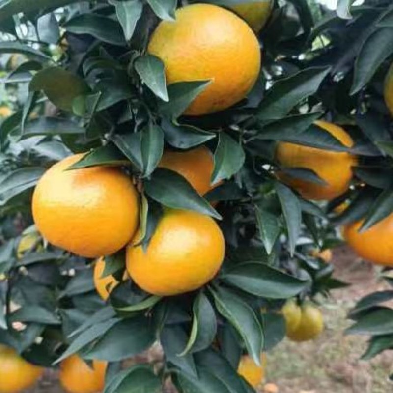 爱媛果冻橙，大量上市了
