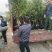 四川耙耙柑苗/春见苗春见耙耙柑苗现挖红橘砧木嫁接地苗杯苗