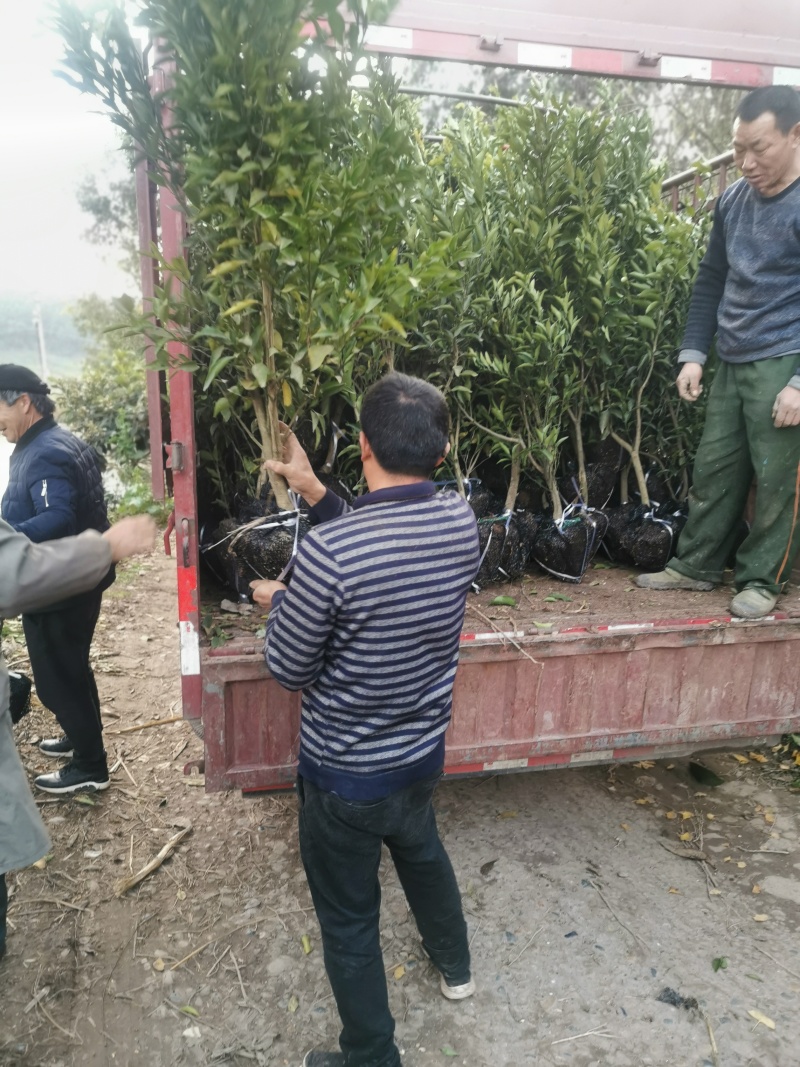 四川耙耙柑苗/春见苗春见耙耙柑苗现挖红橘砧木嫁接地苗杯苗