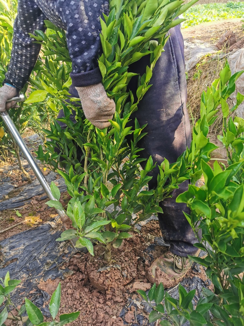 四川耙耙柑苗/春见苗春见耙耙柑苗现挖红橘砧木嫁接地苗杯苗