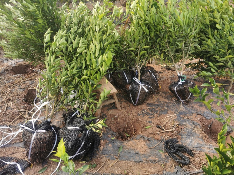 四川耙耙柑苗/春见苗春见耙耙柑苗现挖红橘砧木嫁接地苗杯苗