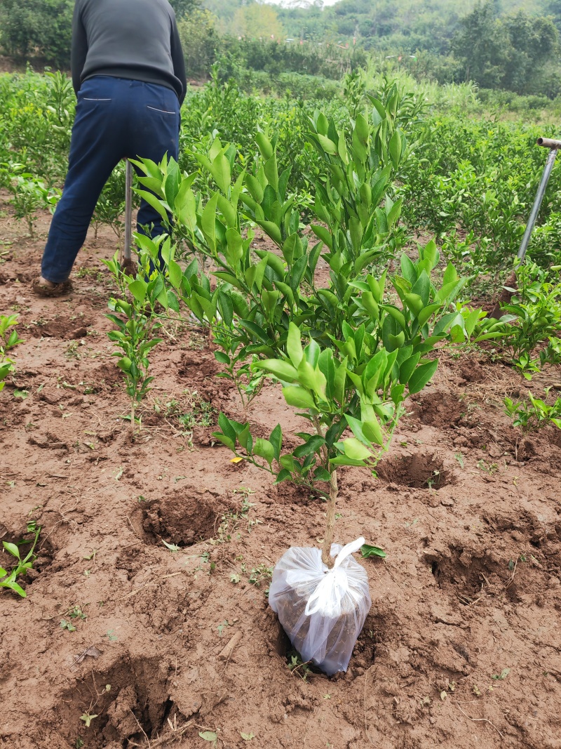 四川耙耙柑苗/春见苗春见耙耙柑苗现挖红橘砧木嫁接地苗杯苗