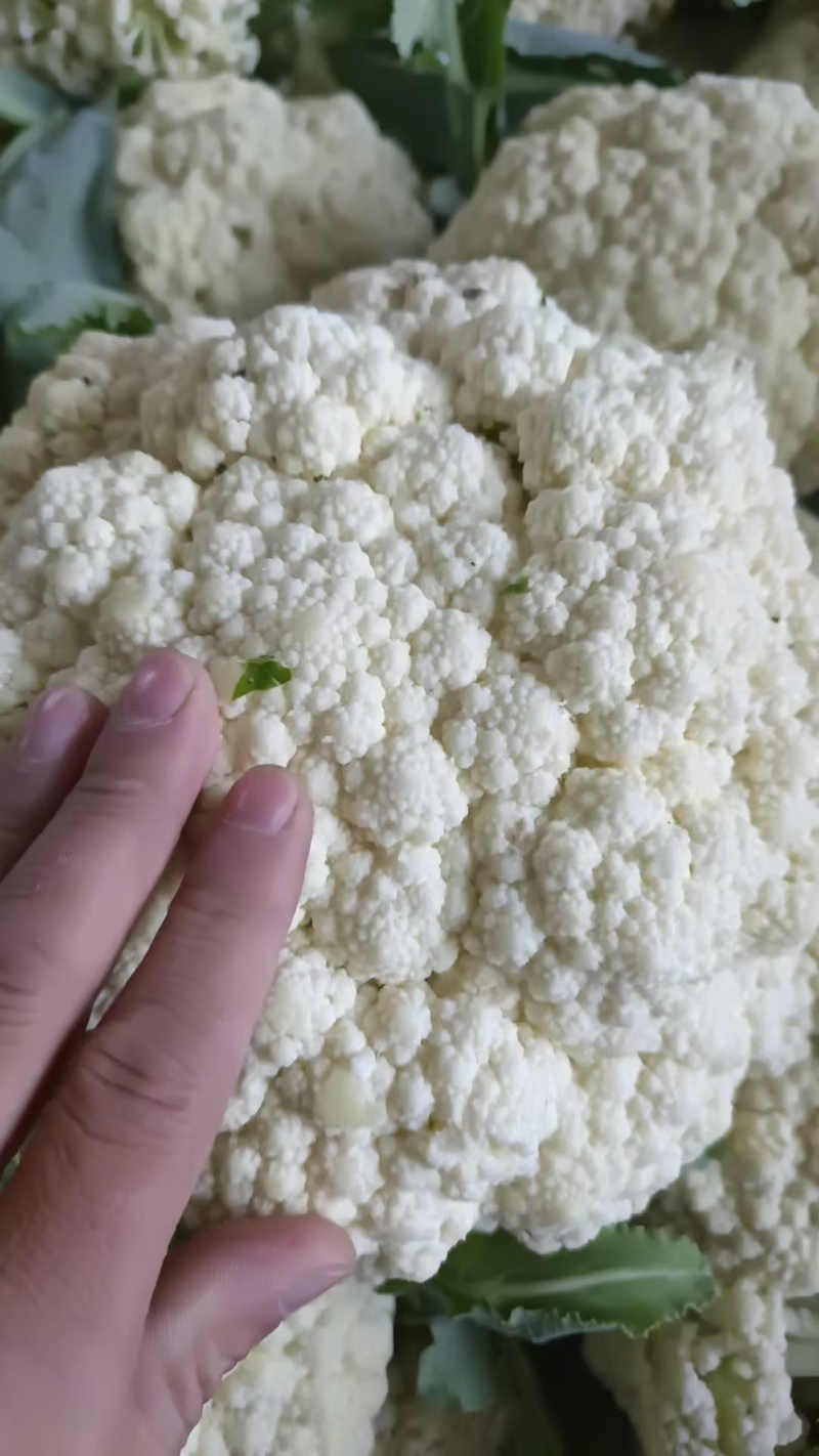 【松花菜】青梗白面松花大米粒小米粒乳白色散花网袋无黑点批