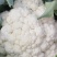 【松花菜】青梗白面松花大米粒小米粒乳白色散花网袋无黑点批
