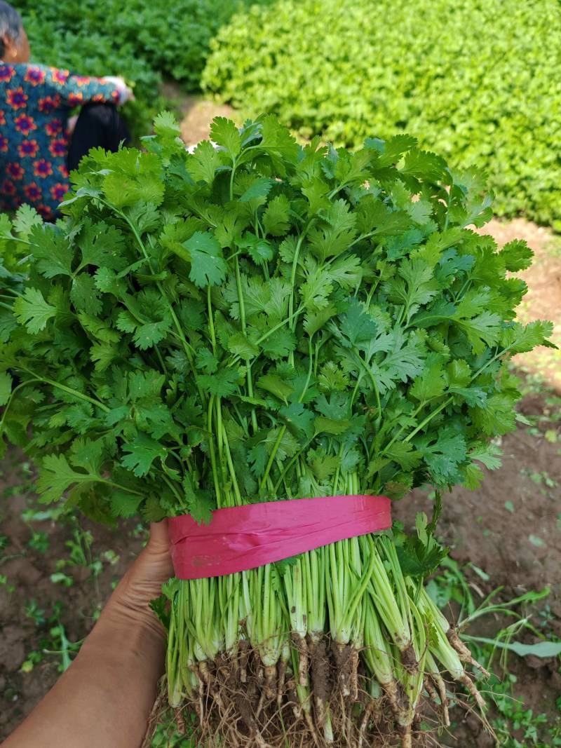 精品铁杆青香菜产地直供，质量优货源充足，诚信经营代发全国