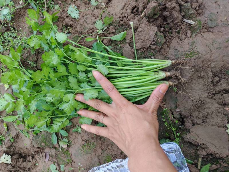 精品铁杆青香菜产地直供，质量优货源充足，诚信经营代发全国