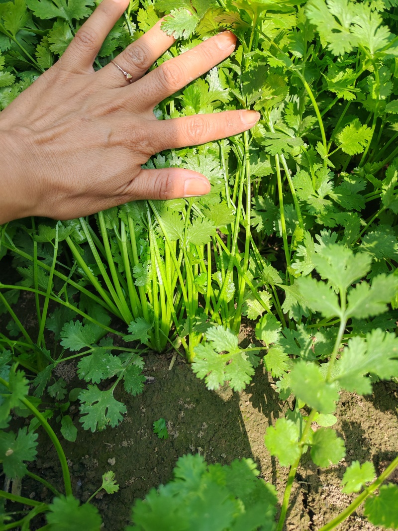精品铁杆青香菜产地直供，质量优货源充足，诚信经营代发全国