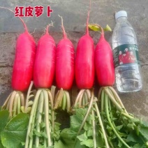 【实力】新鲜红皮白心水萝卜现挖现发量大价优泡菜专业
