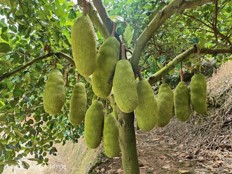 菠萝蜜基地，大量上市，屏边鑫隆公司