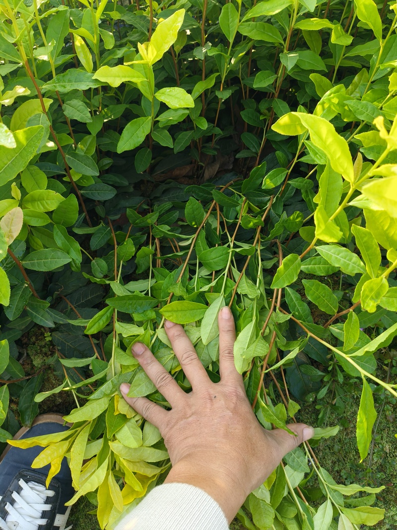 乌牛早茶苗，苗子质量好，纯度高，根系发达