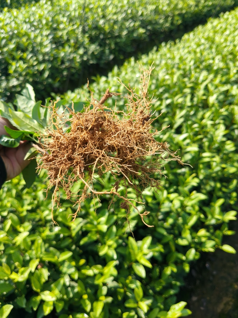 乌牛早茶苗，苗子质量好，纯度高，根系发达