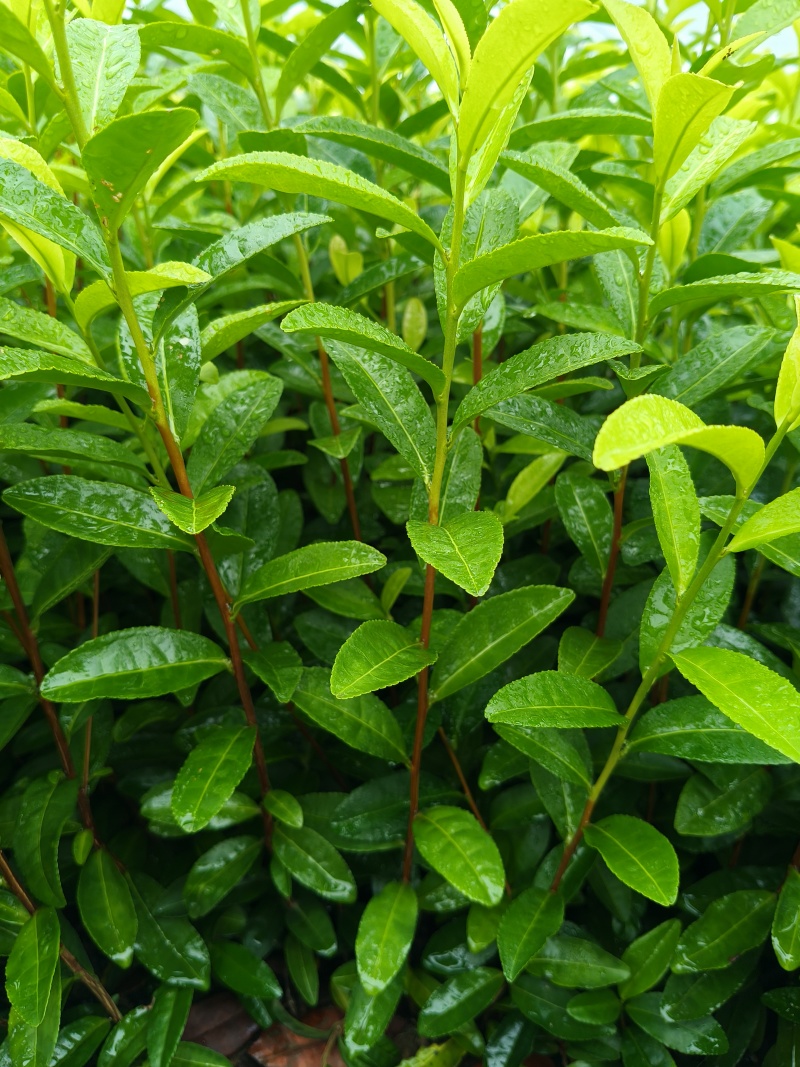 乌牛早茶苗，苗子质量好，纯度高，根系发达