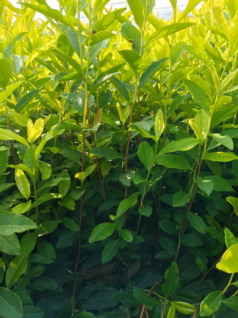乌牛早茶苗，苗子质量好，纯度高，根系发达