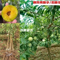 新品种九月晚熟密脆李子苗十月金秋晚熟李巫山脆李汶川清脆李