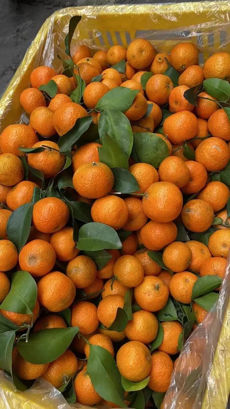 砂糖桔