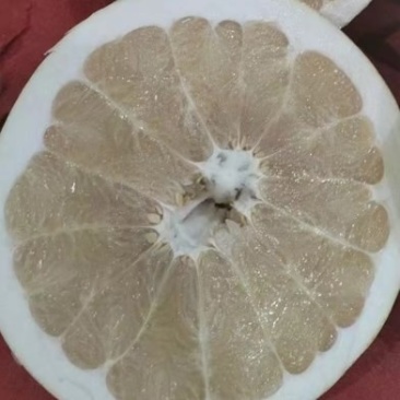 广西白柚果型好品质优价格美丽量大从优