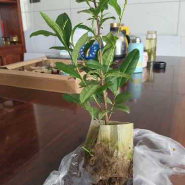 营养杯茶苗，成活率高，一年四季可以种植
