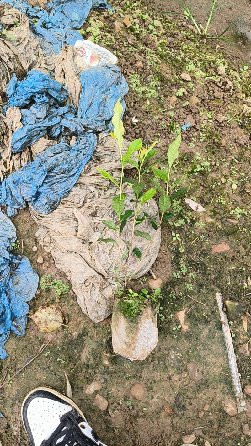 营养杯茶苗，成活率高，一年四季可以种植