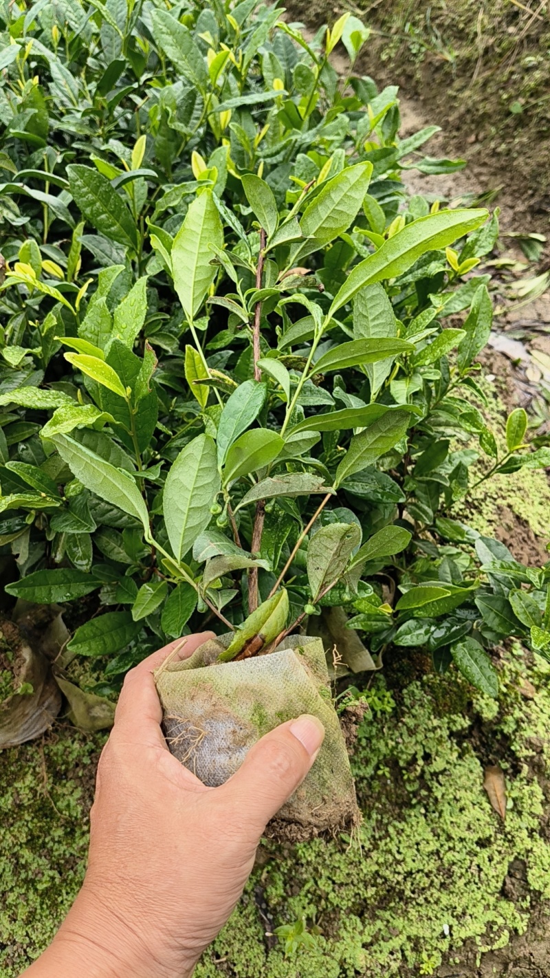 营养杯茶苗，成活率高，一年四季可以种植