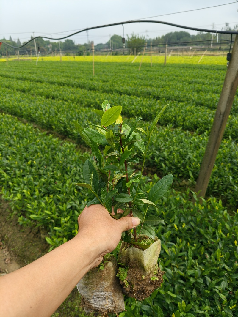 营养杯茶苗，成活率高，一年四季可以种植
