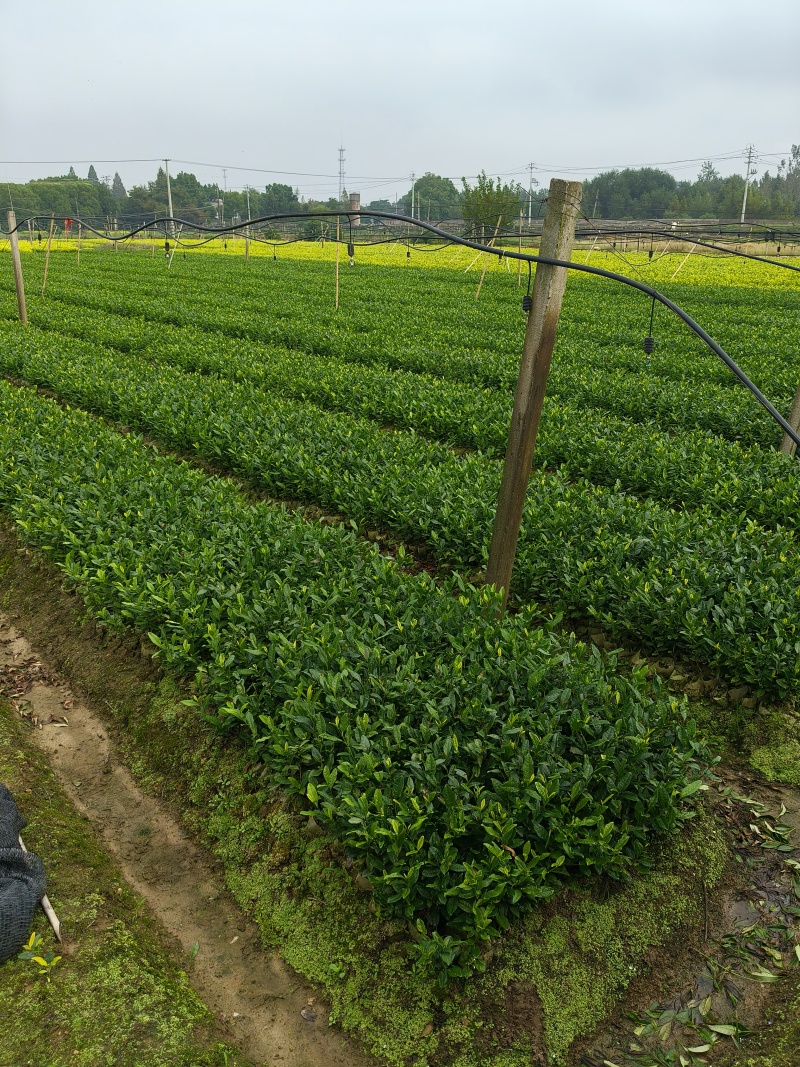 营养杯茶苗，成活率高，一年四季可以种植