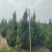 蜀桧山西运城苗木基地，欢迎全国各地采购商前来咨询