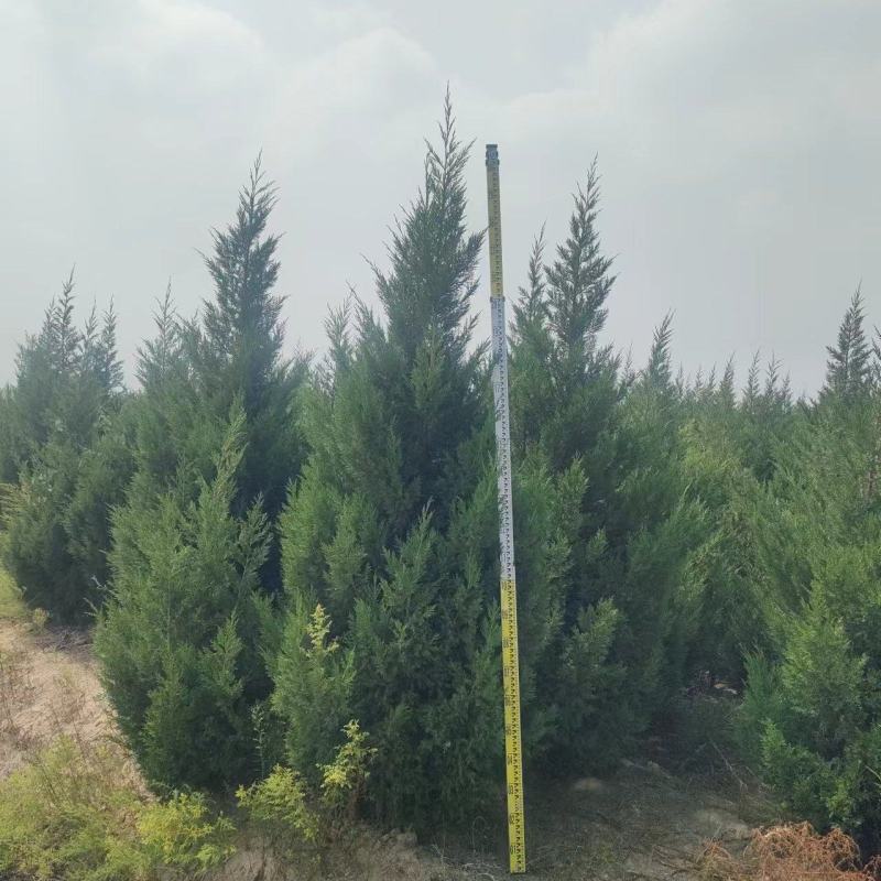 蜀桧山西运城苗木基地，欢迎全国各地采购商前来咨询