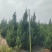 蜀桧山西运城苗木基地，欢迎全国各地采购商前来咨询